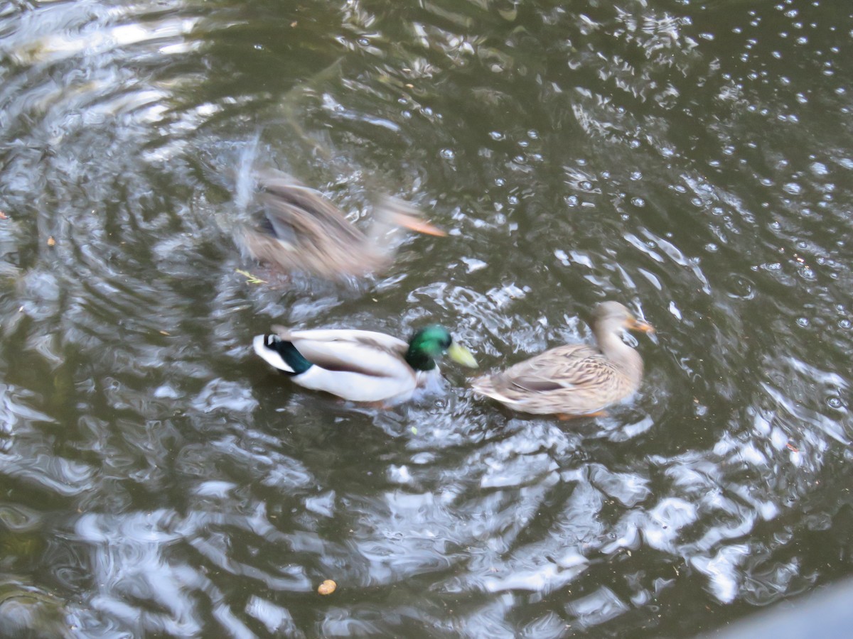 Canard colvert - ML644128382