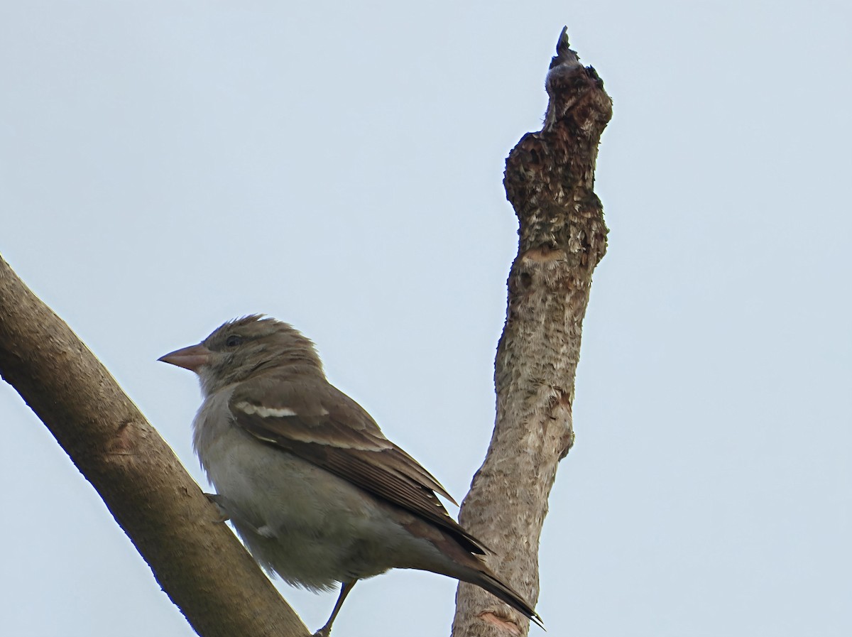 Moineau à gorge jaune - ML644128388