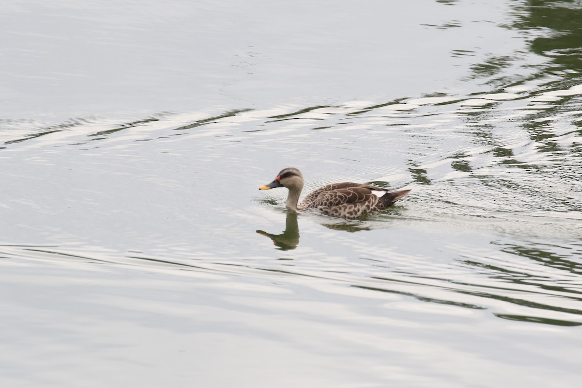 Indian Spot-billed Duck - ML644128401