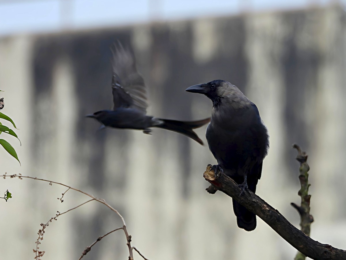 House Crow - ML644128407