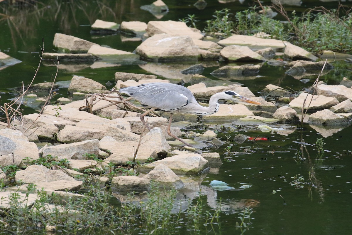 Gray Heron - ML644128426