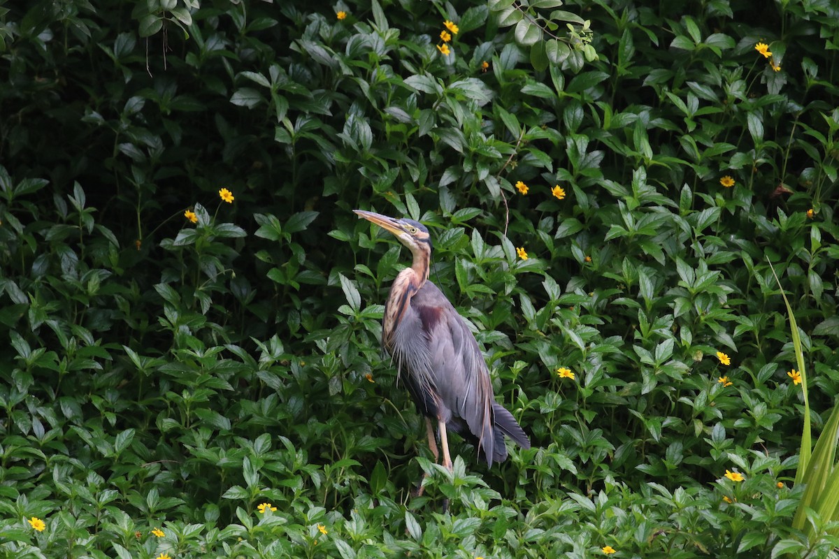 Purple Heron - ML644128429