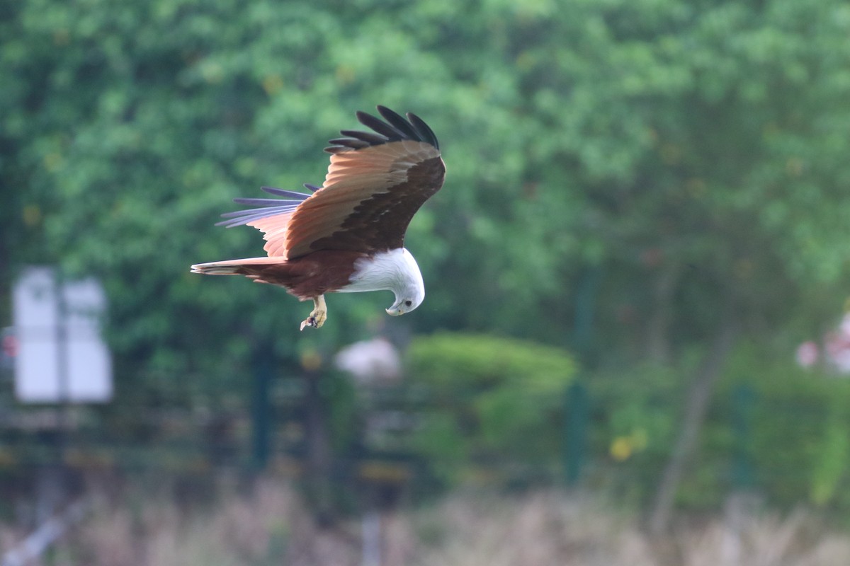 Brahminy Kite - ML644128430