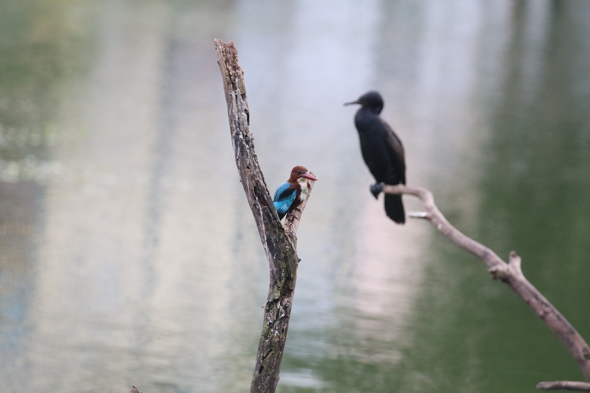 White-throated Kingfisher - ML644128435