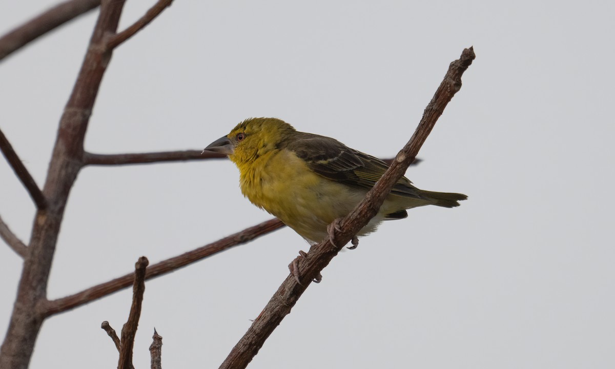 landsbyvever (cucullatus gr.) - ML644128444