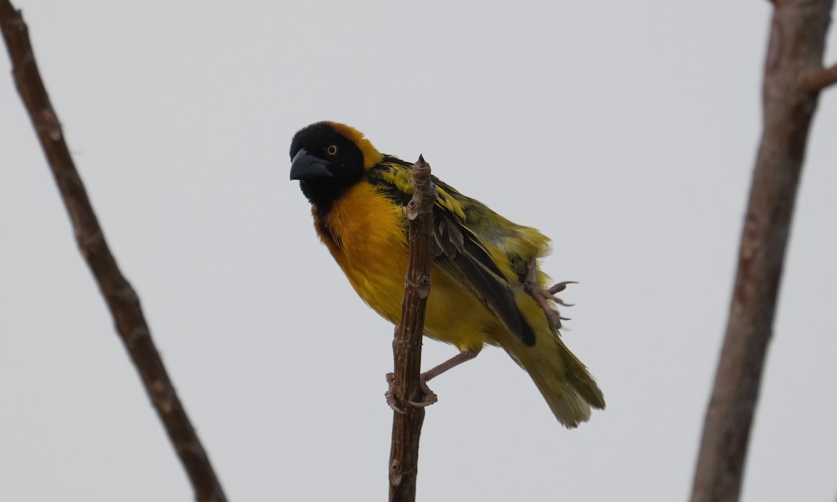 landsbyvever (cucullatus gr.) - ML644128445