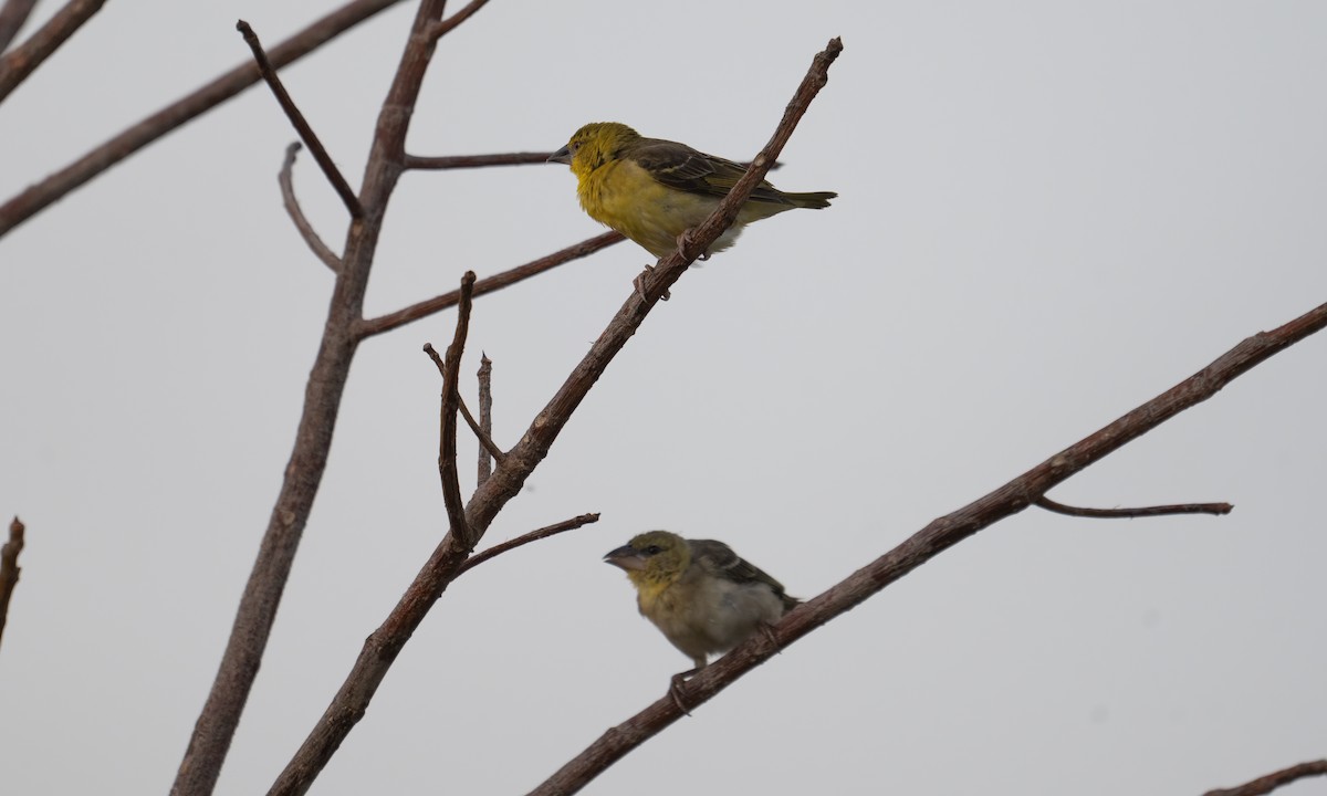landsbyvever (cucullatus gr.) - ML644128446