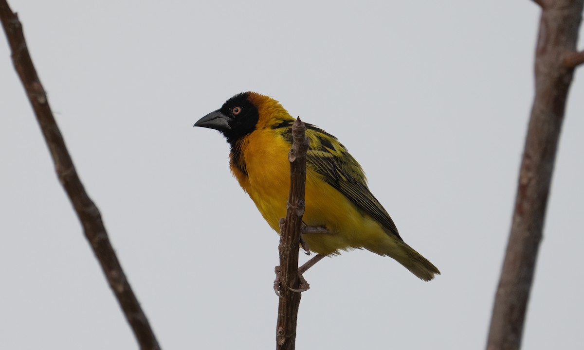 landsbyvever (cucullatus gr.) - ML644128447