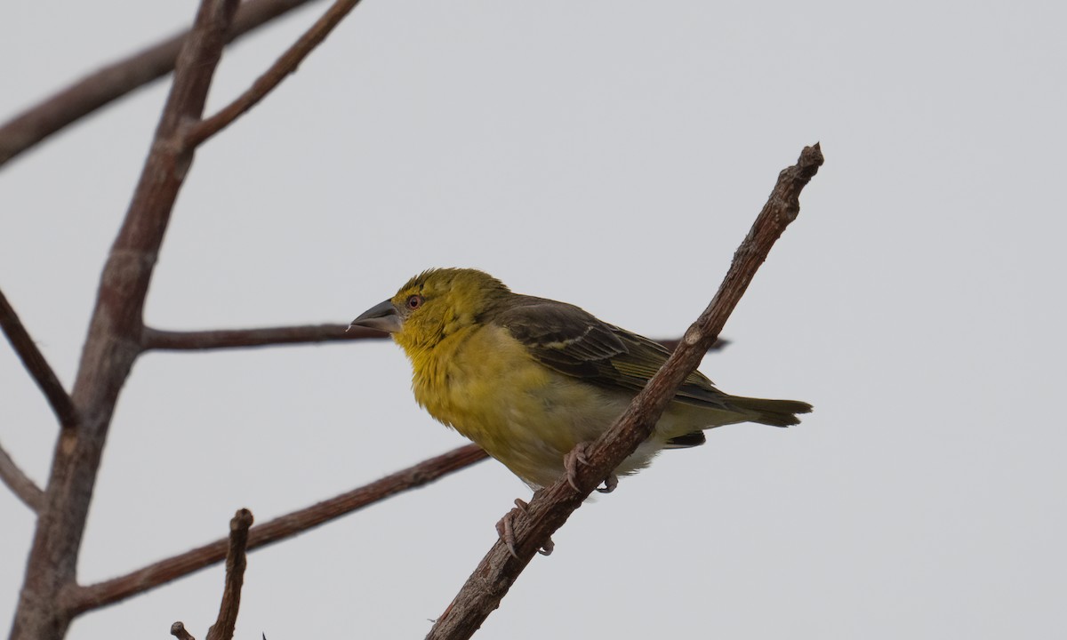 landsbyvever (cucullatus gr.) - ML644128448