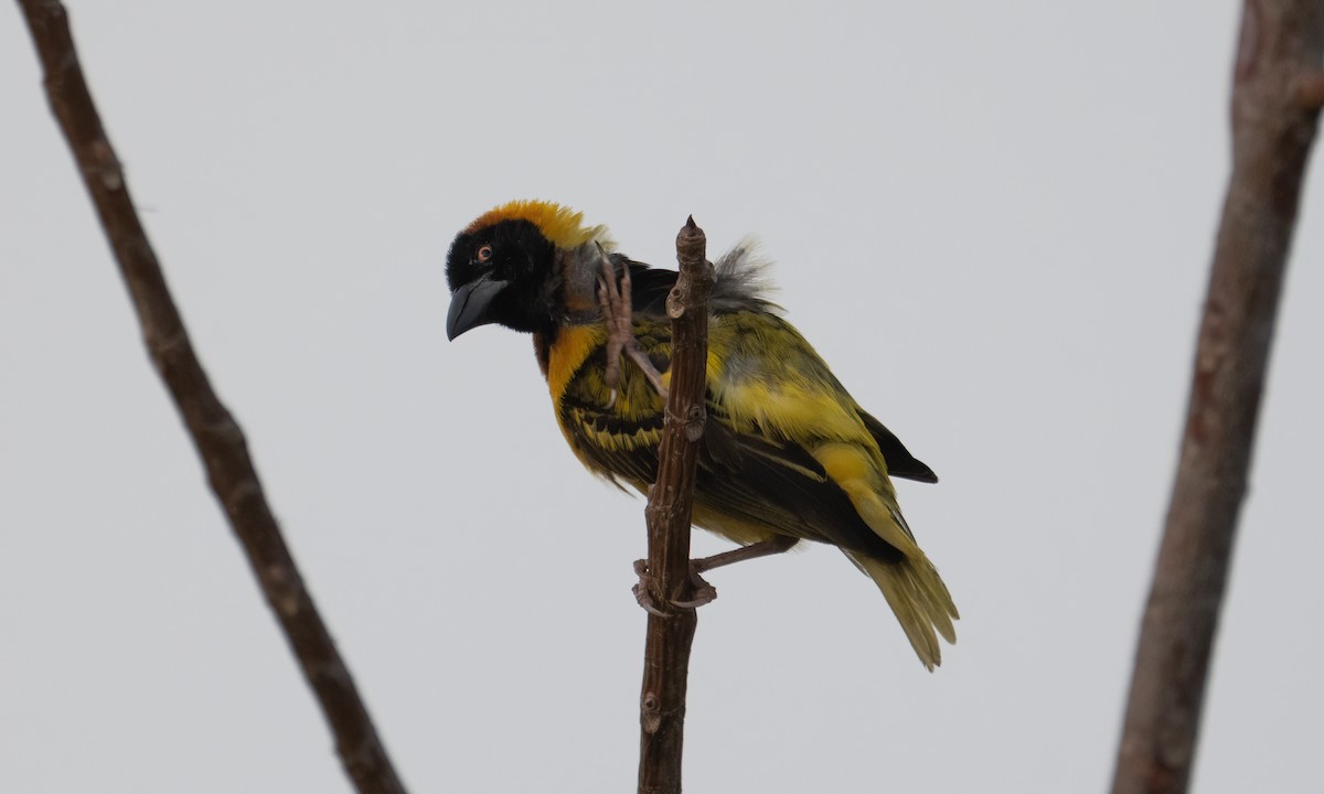 landsbyvever (cucullatus gr.) - ML644128449