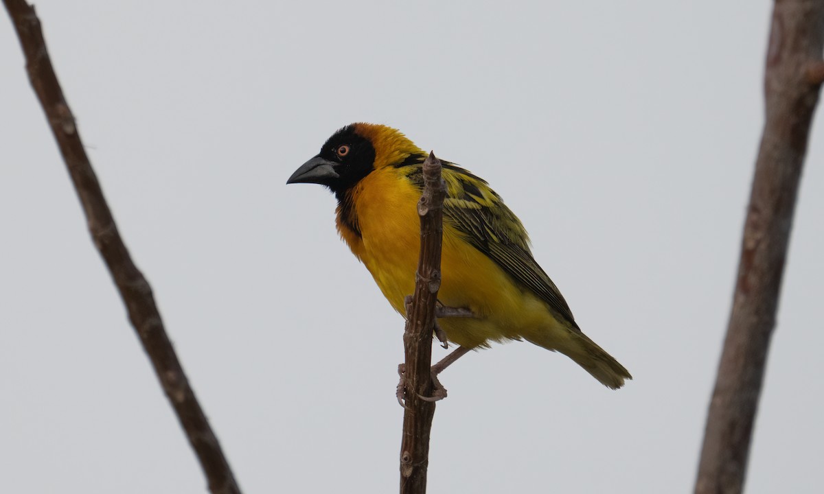 landsbyvever (cucullatus gr.) - ML644128451