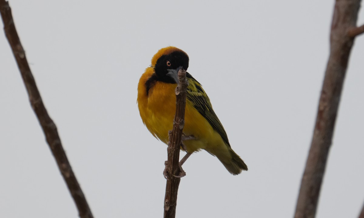 landsbyvever (cucullatus gr.) - ML644128452