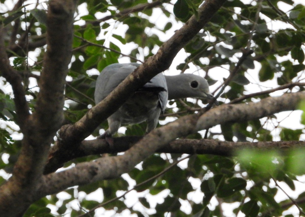 Green Imperial-Pigeon - ML644128464