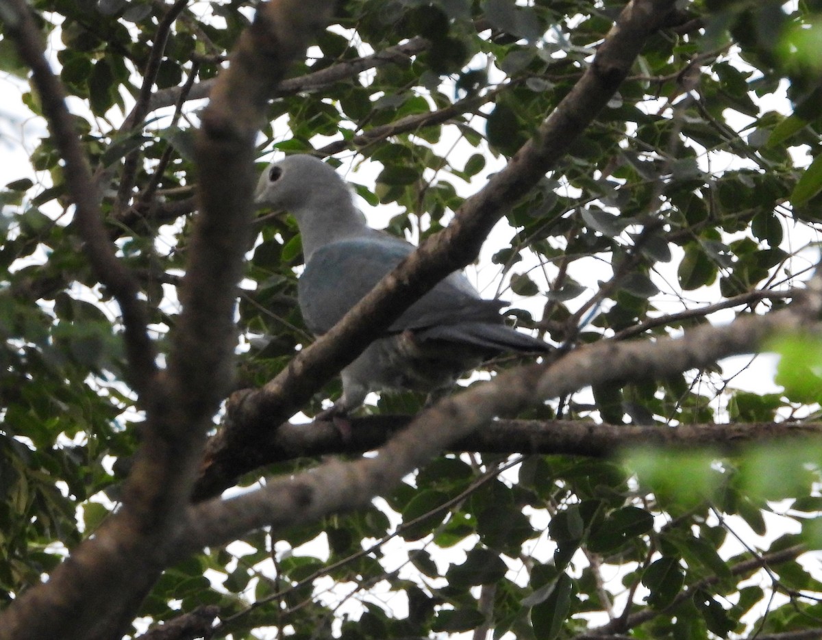Green Imperial-Pigeon - ML644128465