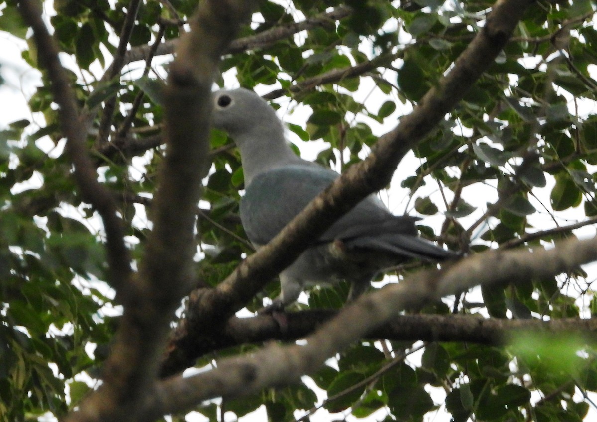 Green Imperial-Pigeon - ML644128466