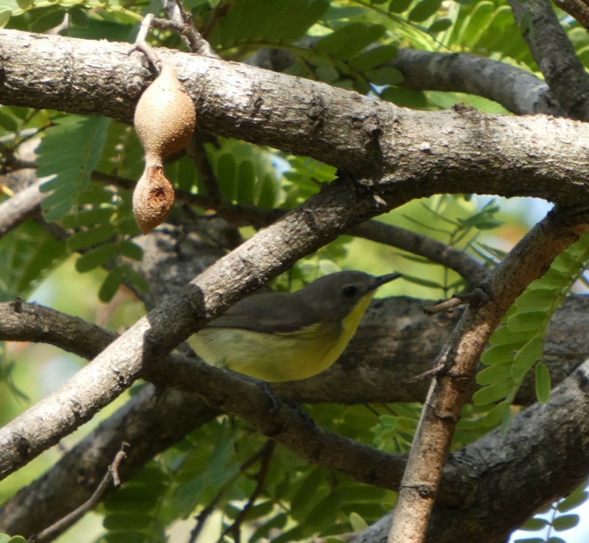 Golden-bellied Gerygone - ML644128483