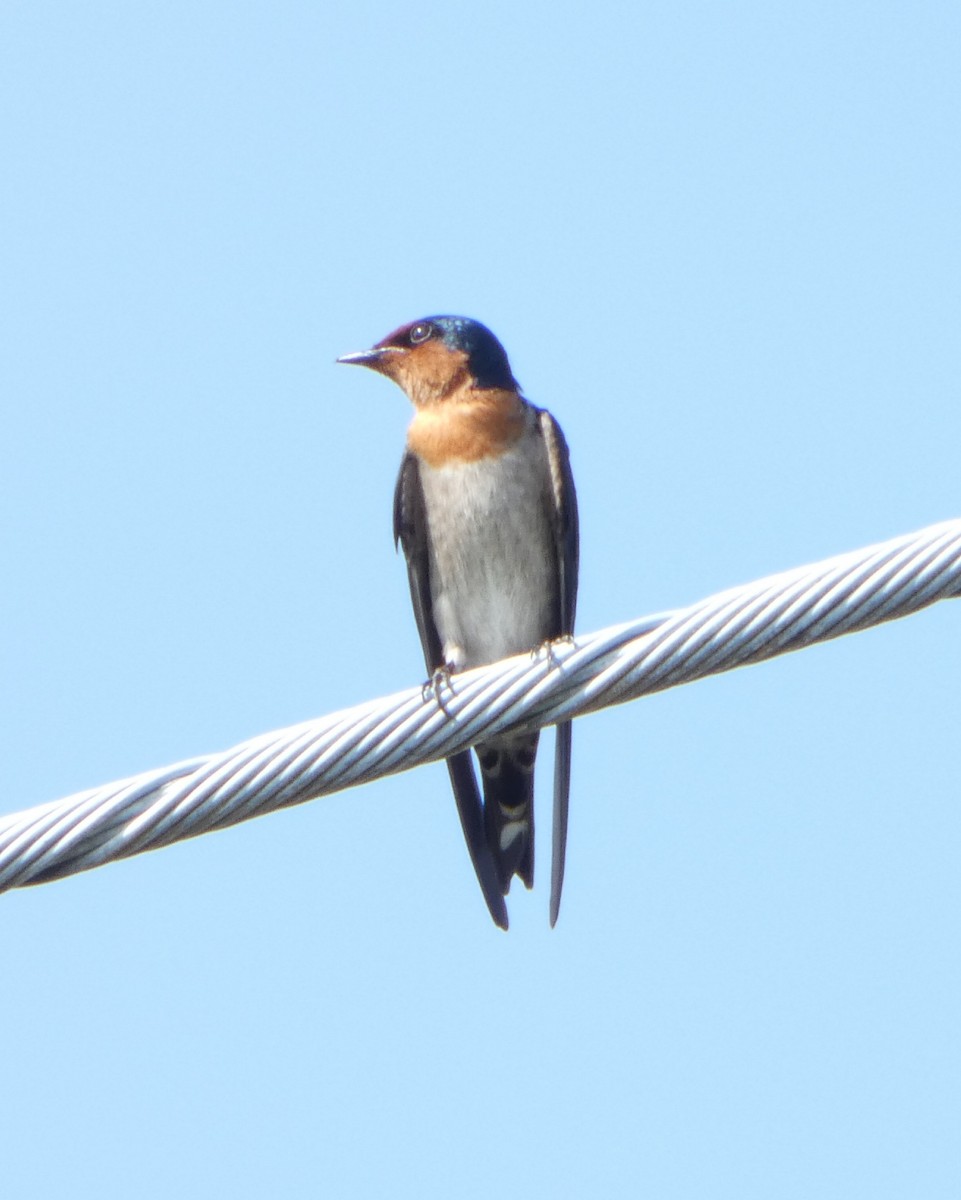 Pacific Swallow - ML644128493