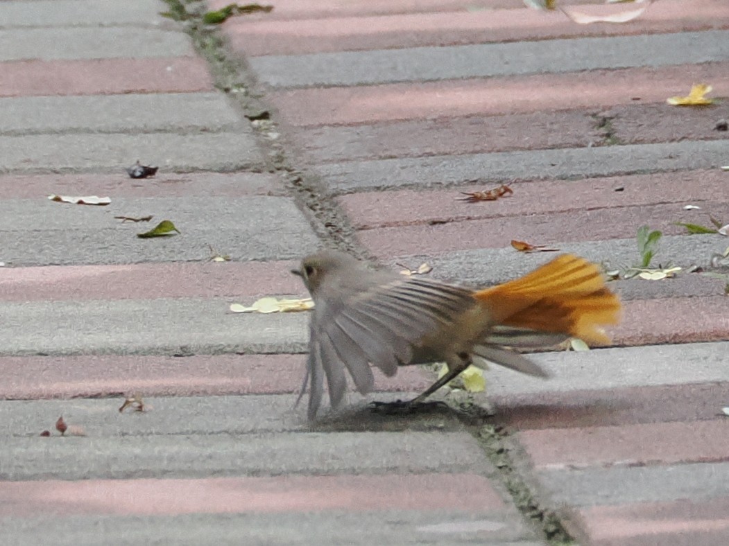 Hodgson's Redstart - ML644128502
