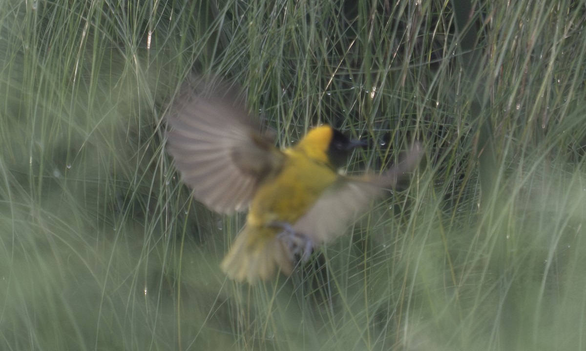 Slender-billed Weaver - ML644128524