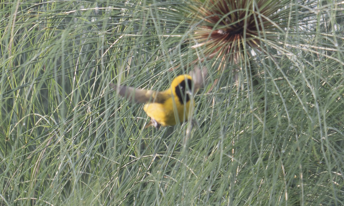 Slender-billed Weaver - ML644128525