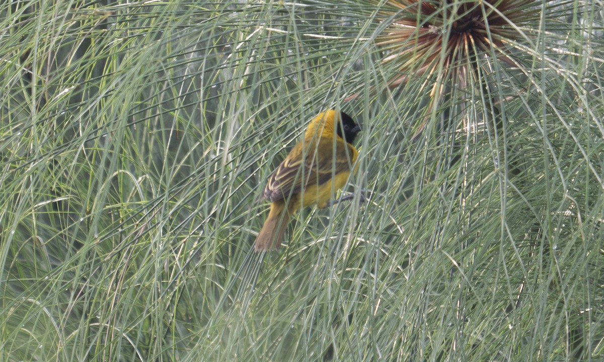 Slender-billed Weaver - ML644128526