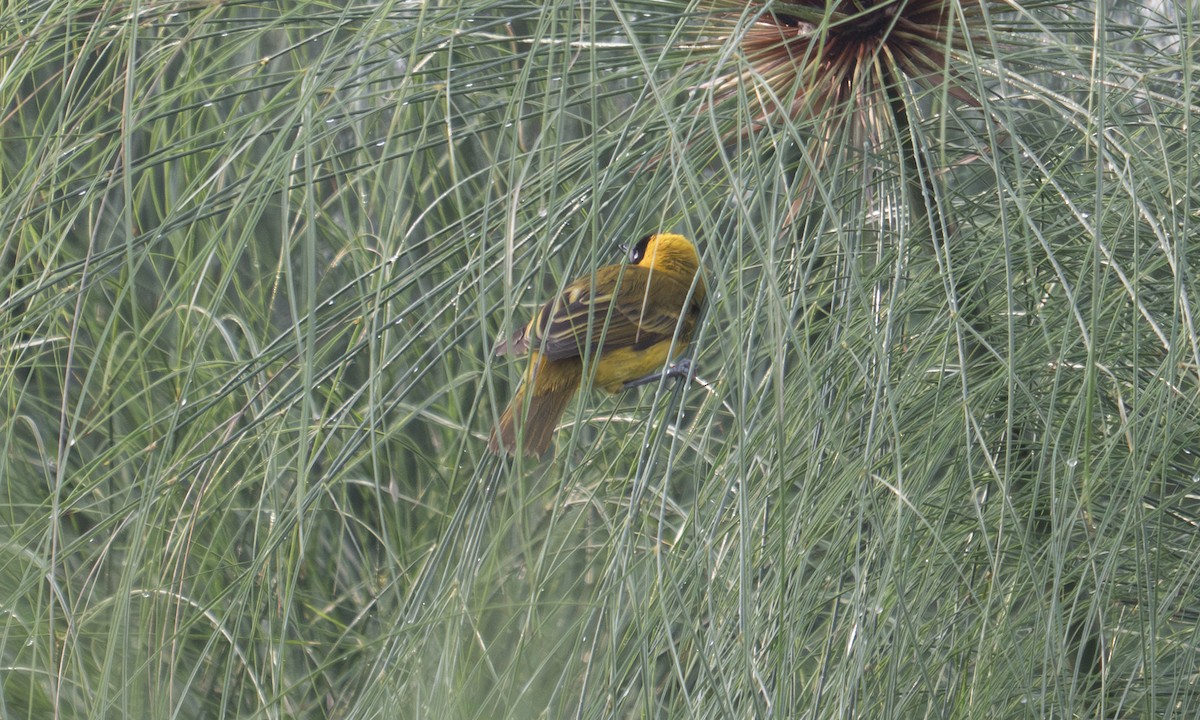 Slender-billed Weaver - ML644128527