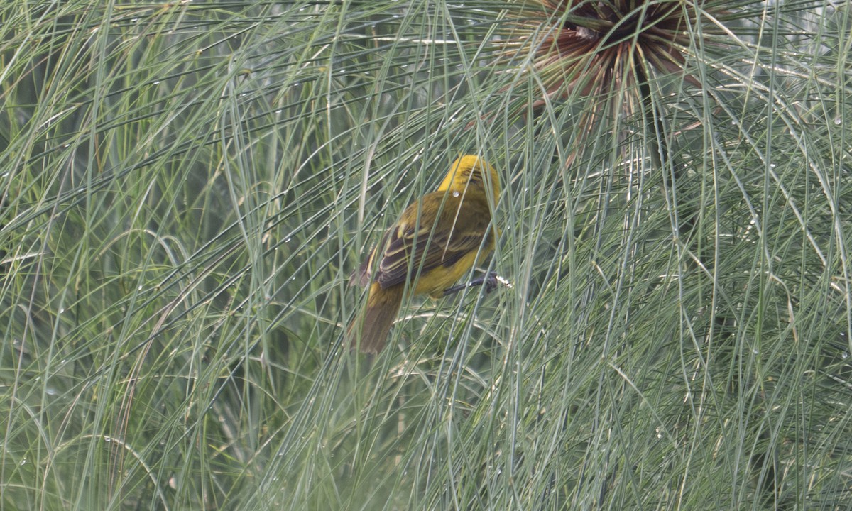 Slender-billed Weaver - ML644128528