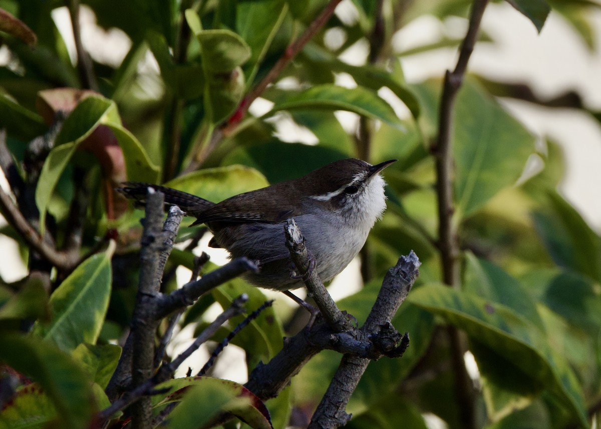 Bewick's Wren - ML644128536