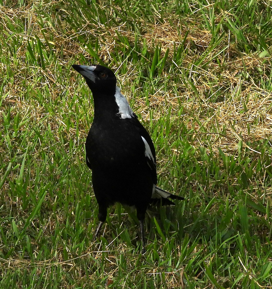 Australian Magpie - ML644128541