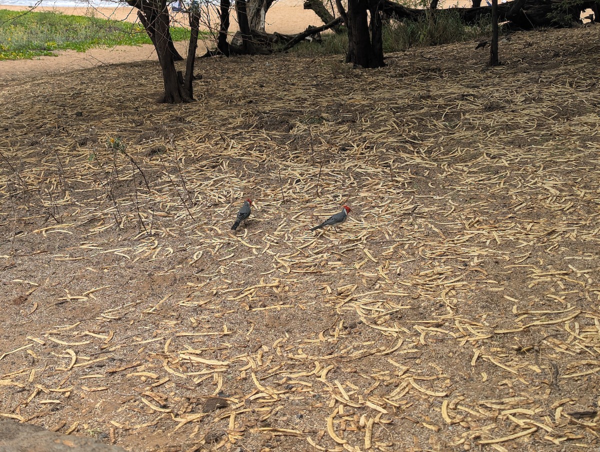 Red-crested Cardinal - ML644128542