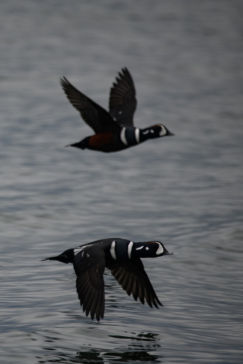 Harlequin Duck - ML644128564