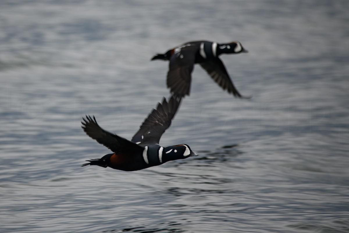 Harlequin Duck - ML644128565
