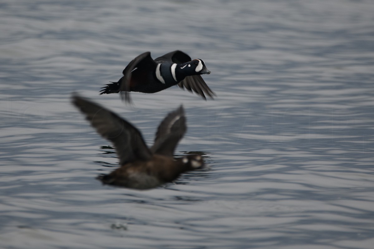 Harlequin Duck - ML644128566