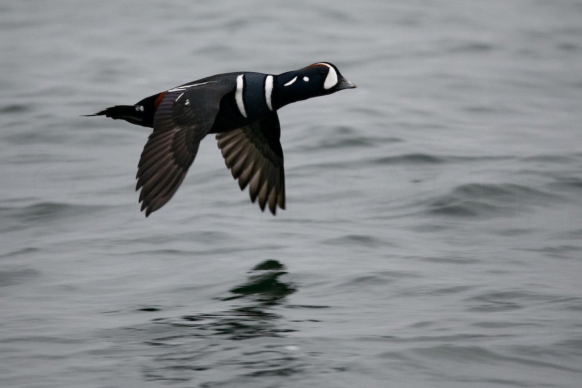 Harlequin Duck - ML644128567