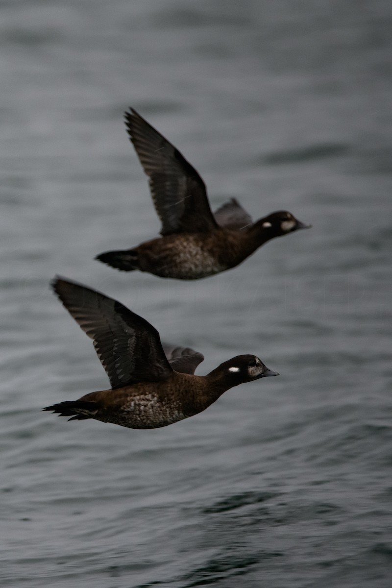 Harlequin Duck - ML644128568