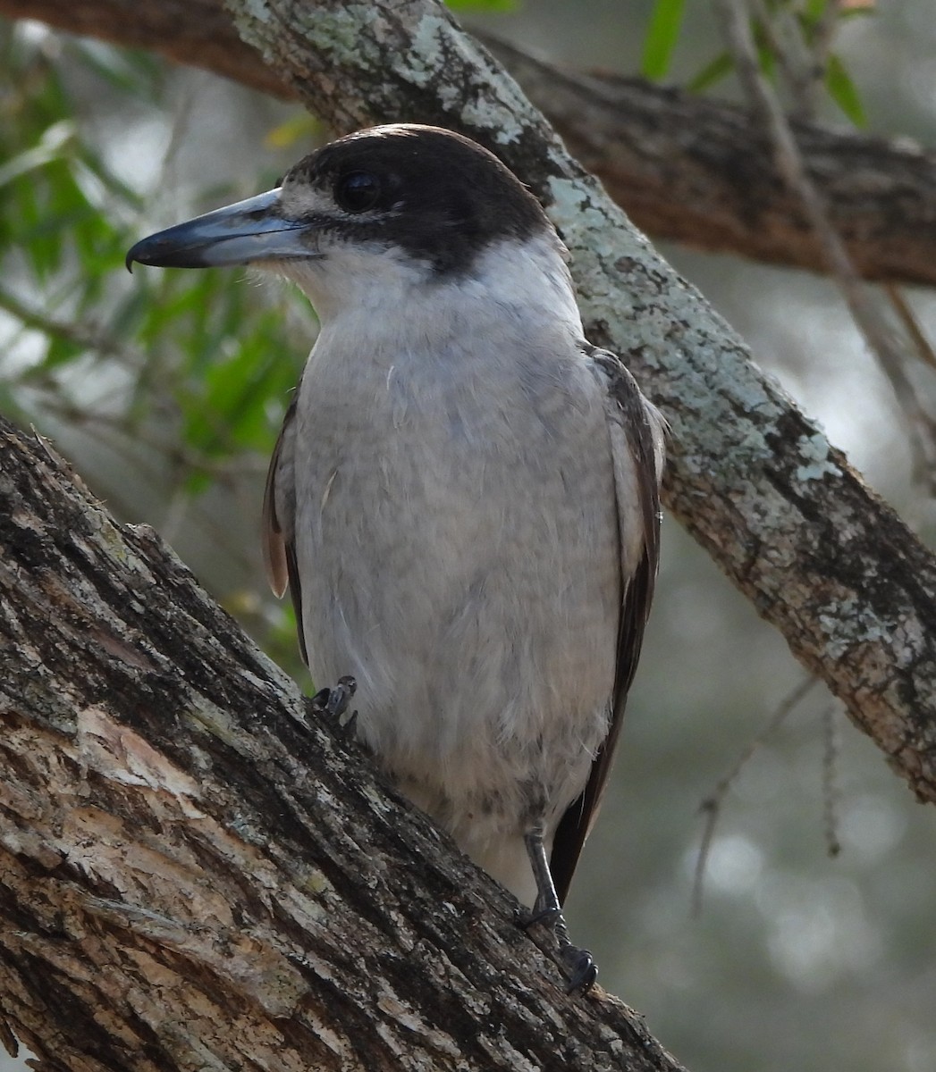 Gray Butcherbird - ML644128570