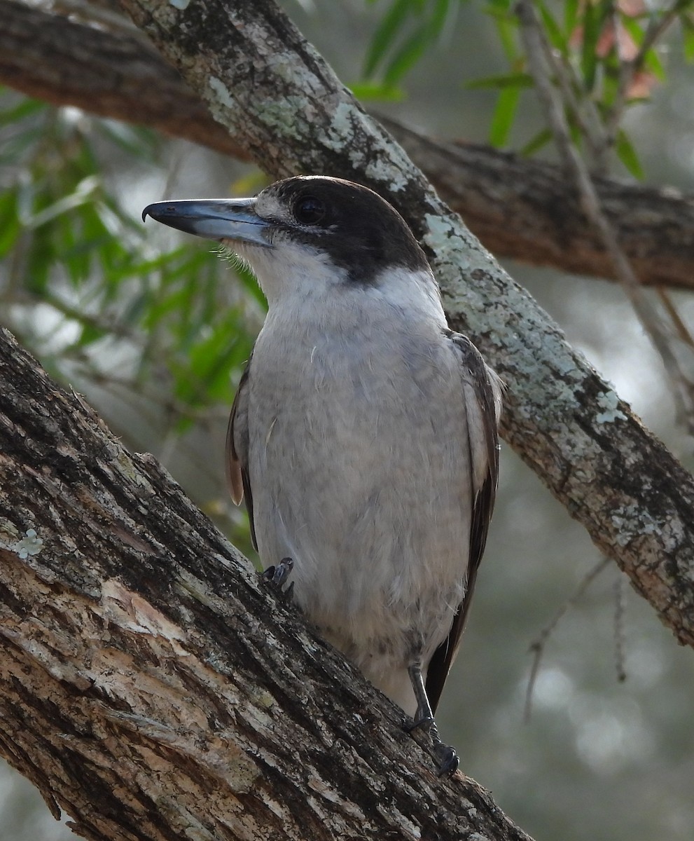 Gray Butcherbird - ML644128571