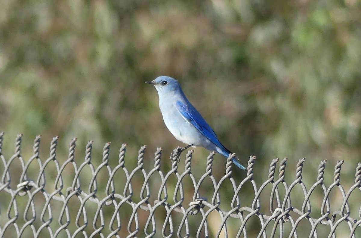 Mountain Bluebird - ML644128590