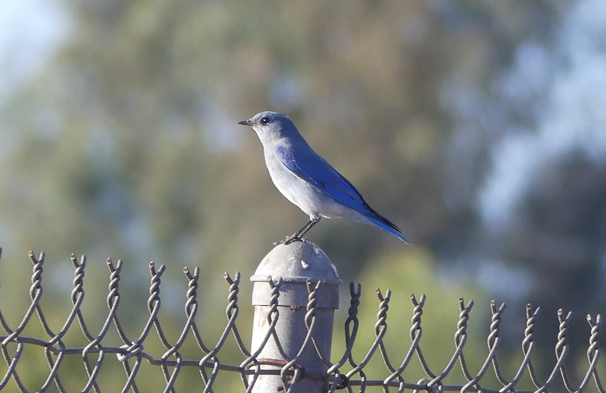 Mountain Bluebird - ML644128592