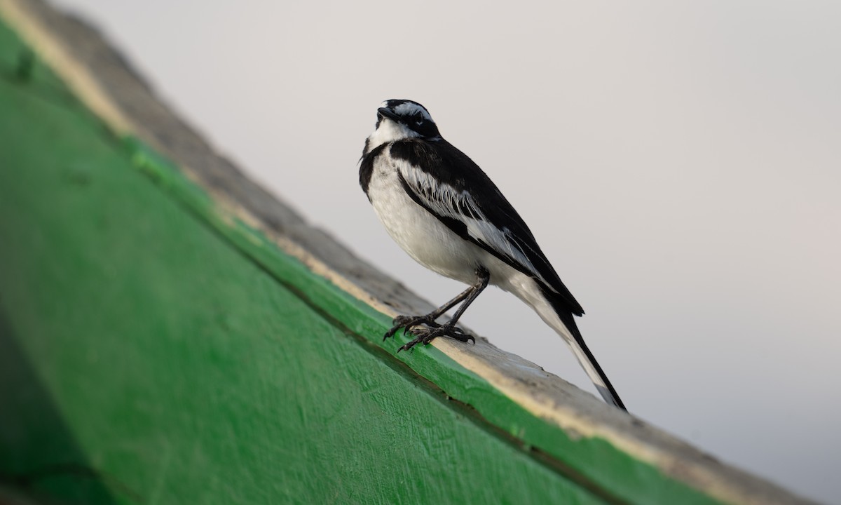 African Pied Wagtail - ML644128609