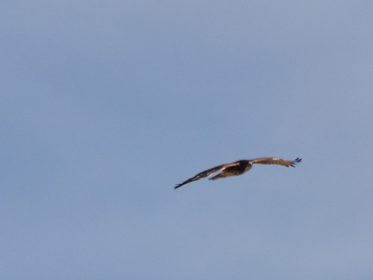 White-throated Hawk - ML64412861