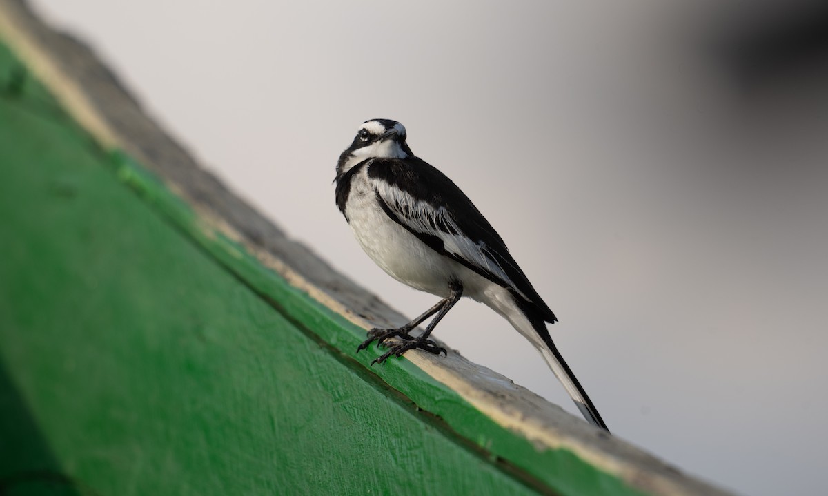 African Pied Wagtail - ML644128610