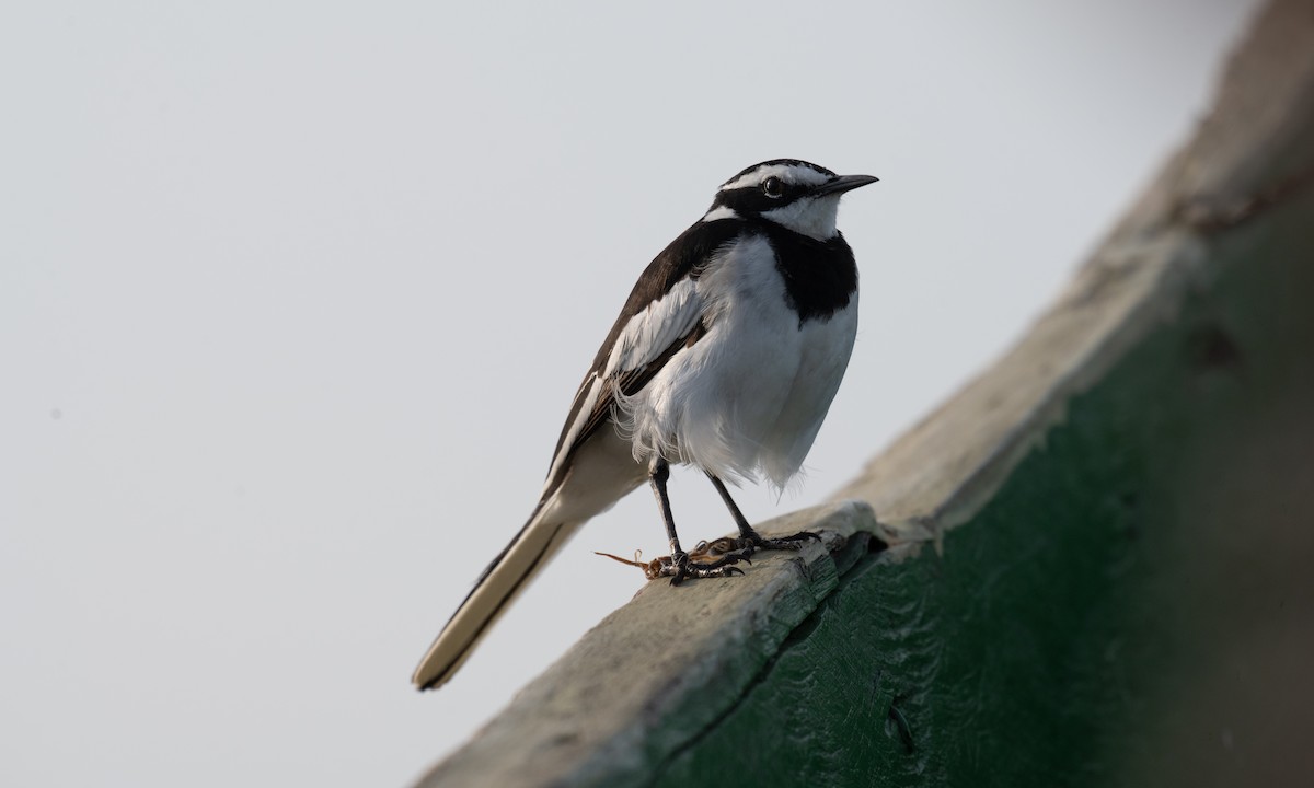 African Pied Wagtail - ML644128611