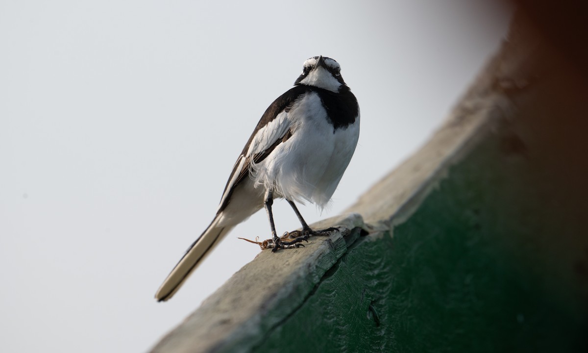 African Pied Wagtail - ML644128612