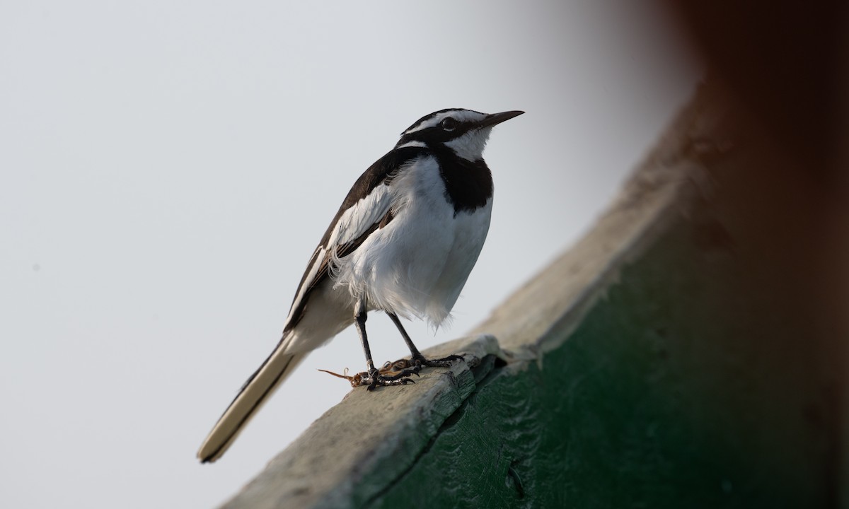 African Pied Wagtail - ML644128613