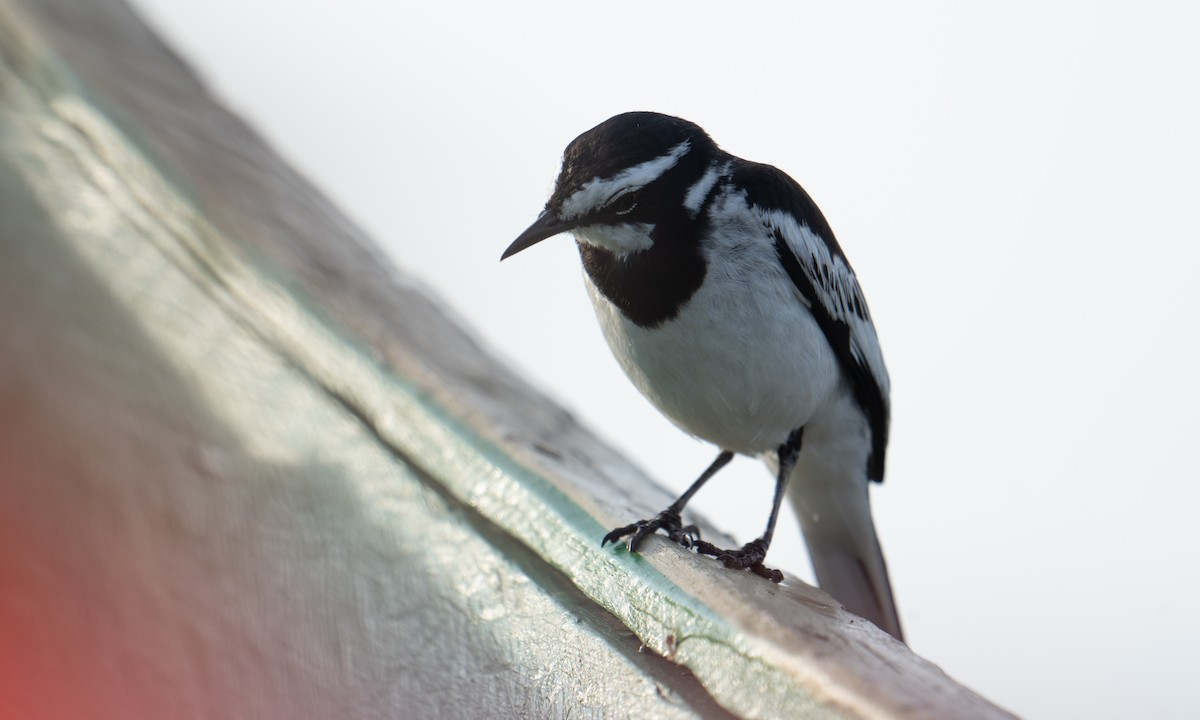 African Pied Wagtail - ML644128614