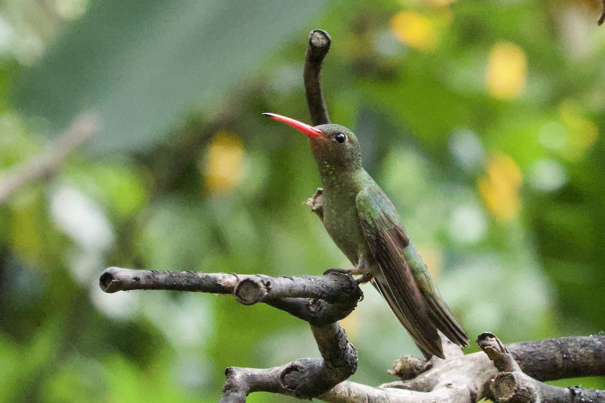 Zafiro Bronceado - ML644128617