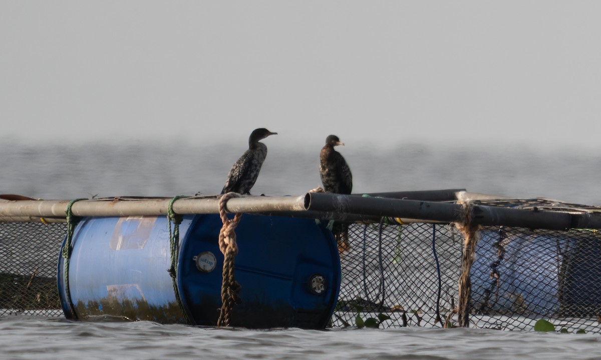 kormorán dlouhoocasý - ML644128624