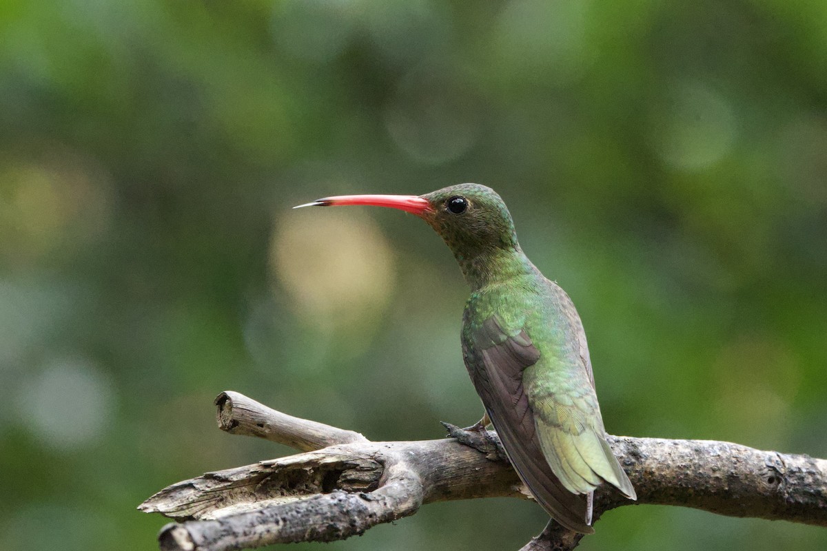 Zafiro Bronceado - ML644128627