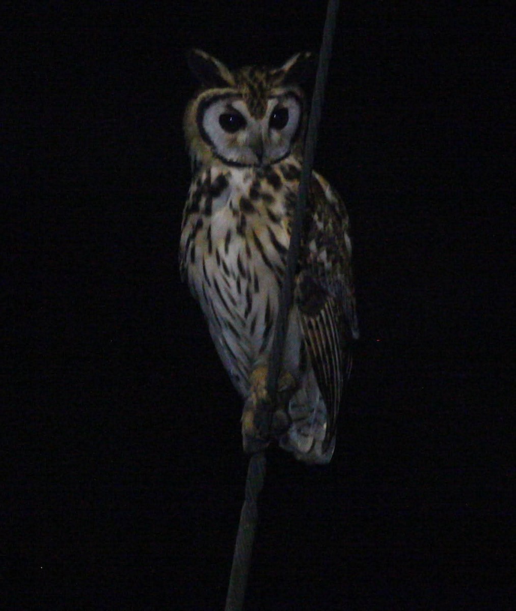 Striped Owl - ML644128628